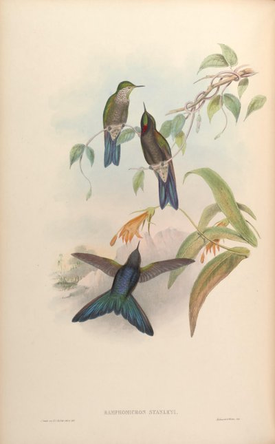 Ramphomicron stanleyi = Chalcostigma stanleyi de John Gould